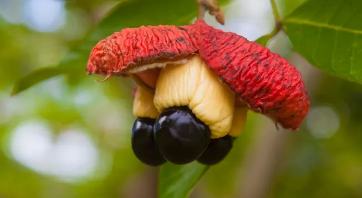 Asesinos naturales: las frutas y vegetales que pueden envenenarte