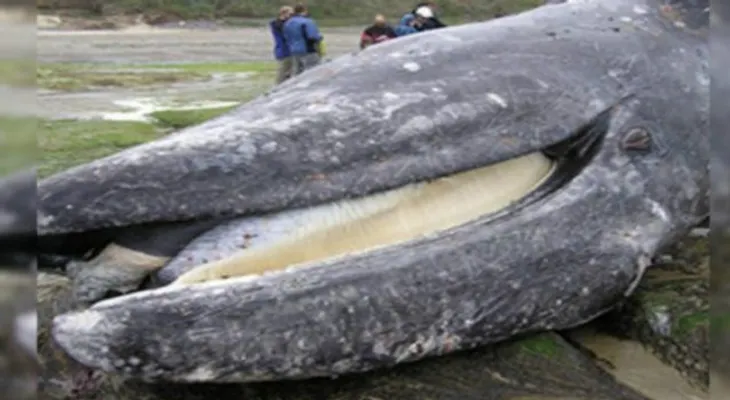 Encuentran ballena muerta y lo que descubren un viaje de cosas en su estómago 