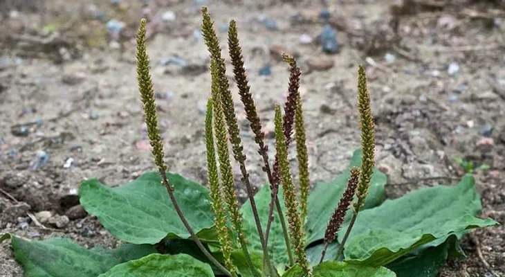 Esta planta la puede encontrar en cualquier parte del mundo, y te ayuda a tener una buena salud por muchos años