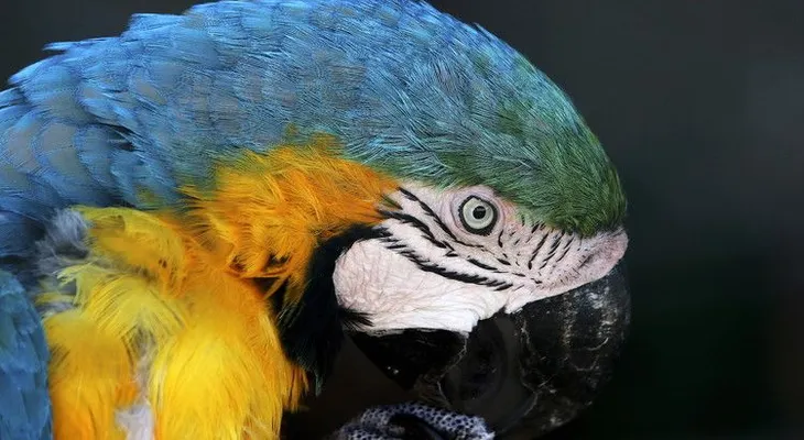 Un loro le contó a su dueña que su esposo le pegaba "cuernos"