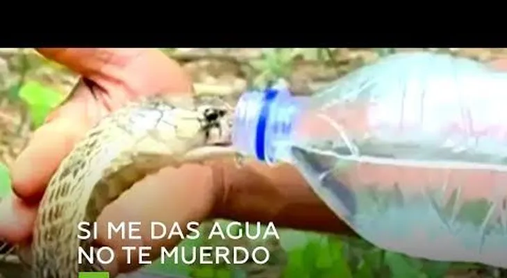Murió envenenado en un hospital, hombre que mató una serpiente a mordiscos