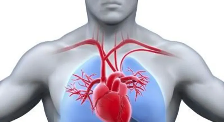 Localizan el interruptor del corazón
