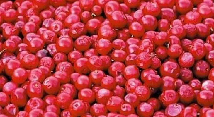 Arándanos, antioxidantes y antibacterianos, y ahora antitumorales