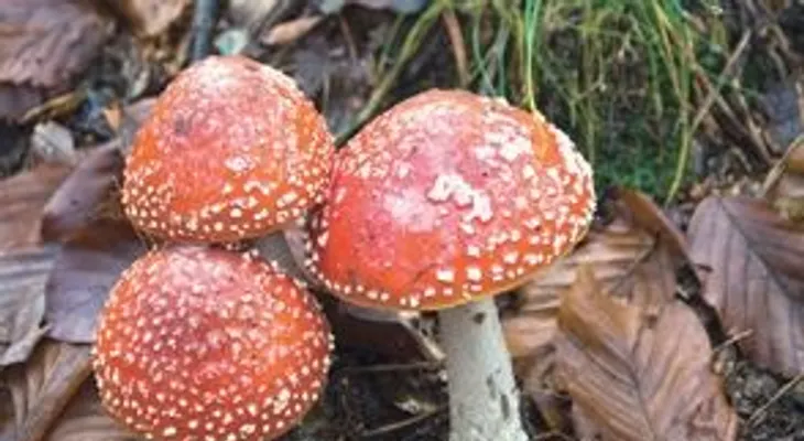 Hongos alucinógenos, ayuda contra la depresión