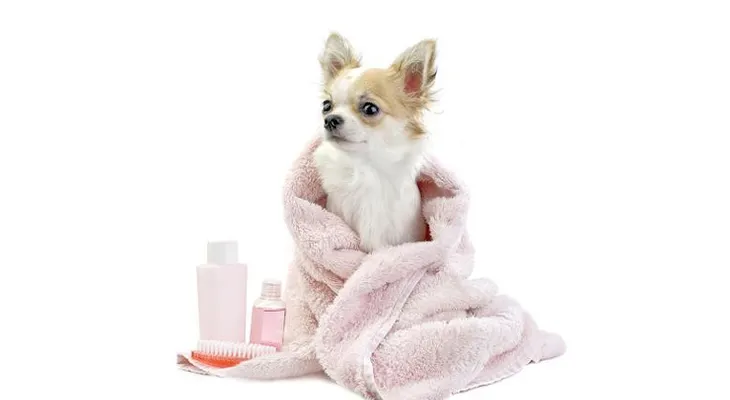 Razones para bañar con frecuencia a un perro; cada una o dos semanas