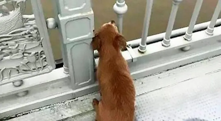 Un hombre se tira de un puente en China porque alegadamente tenía coronavirus, y su perro lo espera cuatro días 
