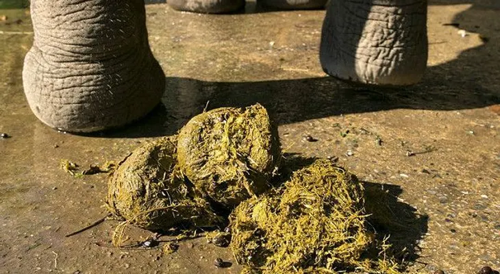 El próspero negocio de fabricar papel con estiércol de elefante
