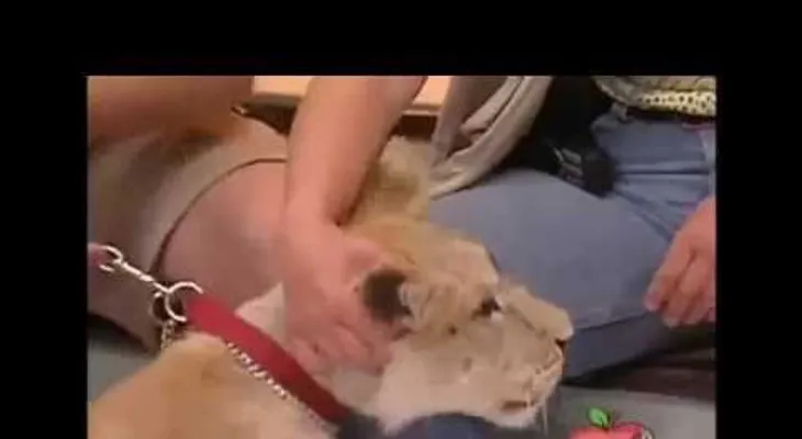 León causa pánico atacando niña en un programa de TV (VIDEO)