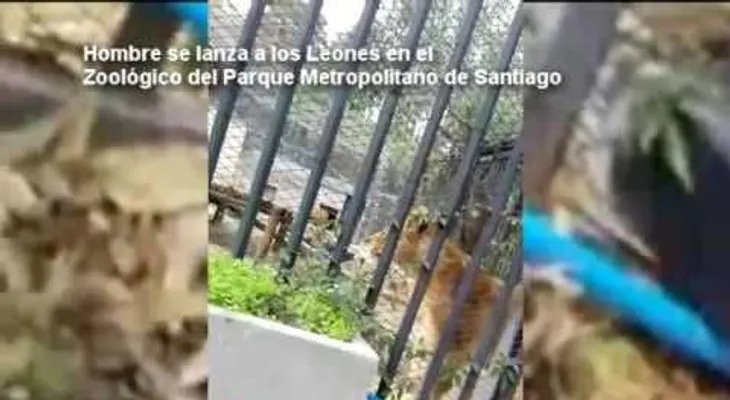 Un hombre se lanza a la jaula de los leones en intento de quitarse la vida