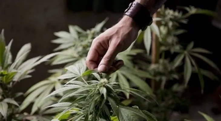 En New Jersey impulsan uso de marihuana contra dolores menstruales