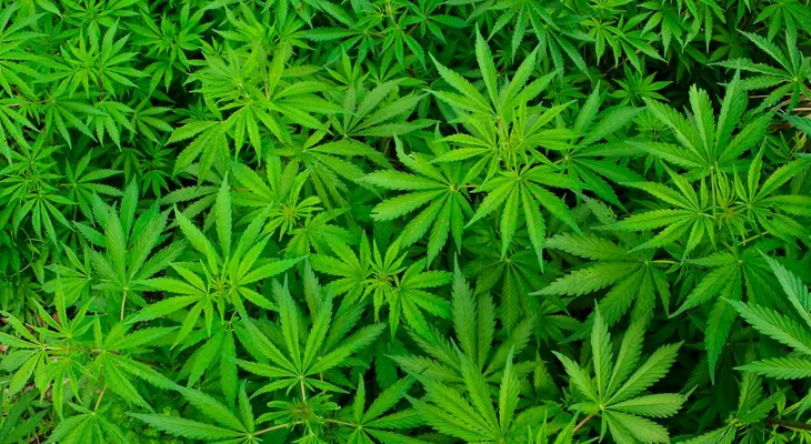  Presentan iniciativa para legalizar marihuana con fines médicos en Panamá 