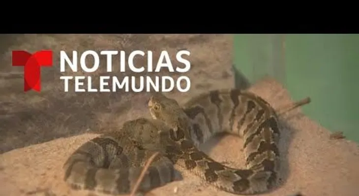 Cascabel con dos cabezas