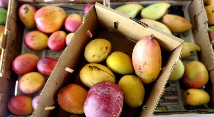 ¡Cuidado! Comer solamente mango no cubre calorías ni proteínas diarias