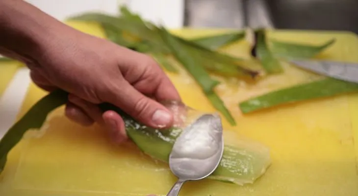 Cómo preparar el jugo de sábila (aloe vera) en casa