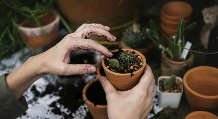 ¡Adiós plagas! Descubre las plantas ideales para evitar insectos en tu jardín