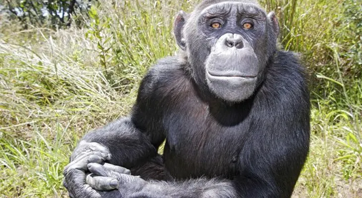 Los simios piensan como los humanos, según importante descubrimiento 