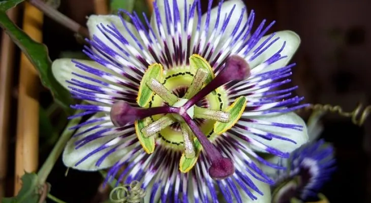 Té de pasiflora o flor de la pasión para combatir el asma, insomnio, la fatiga y migraña