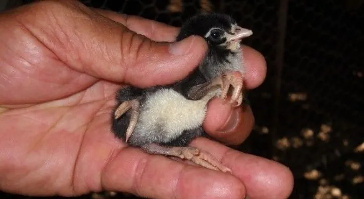 En Barahona un pollo nació con tres patas