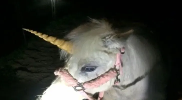 Un "Unicornio" se escapa y sorprende a residentes de California