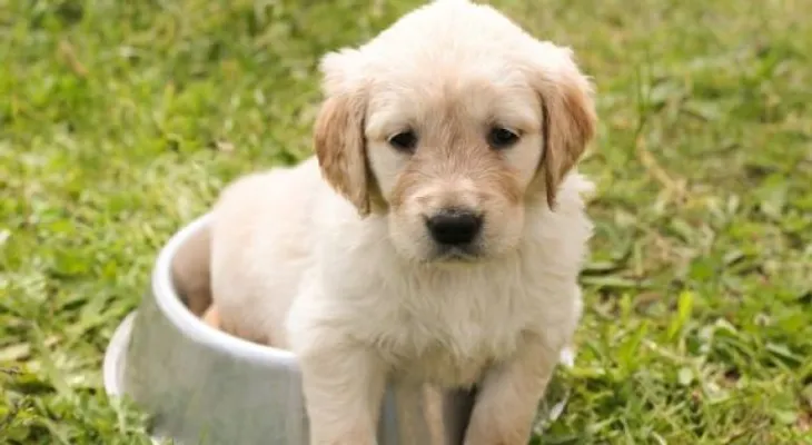 Conoce los beneficios de tener una mascota para los niños