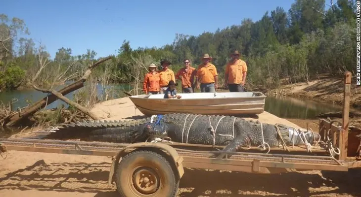 Guardabosques australianos capturan a cocodrilo de 600 kilos tras ocho años de búsqueda