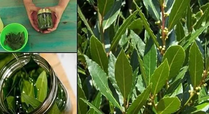 El Laurel: es la planta bactericida, antiinflamatoria y antibiótica que cura decenas de condiciones