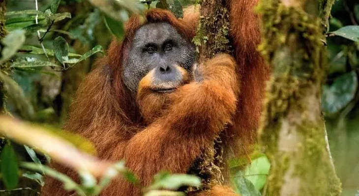 Las 10 nuevas especies más interesantes descubiertas el último año