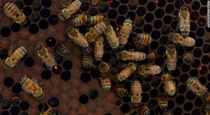 Abejas asesinas atacan a niños y mascotas en California