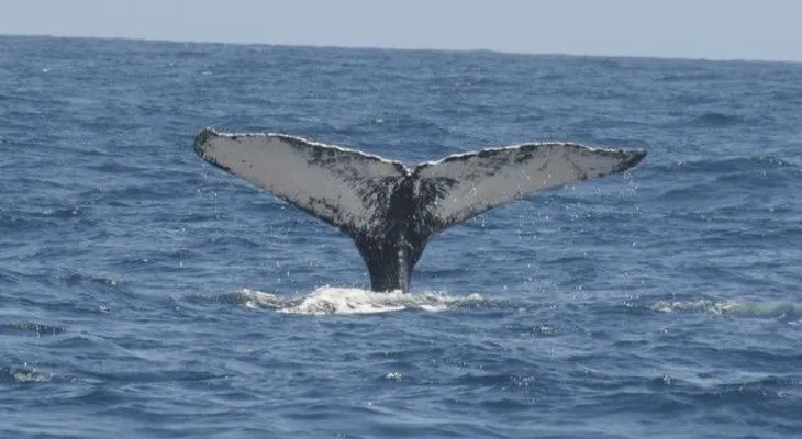 Ballena herida llega a bahía de Manzanillo