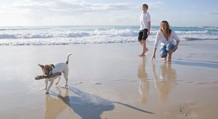 Una mujer confía sus joyas a su perro en la playa y lo pierde todo