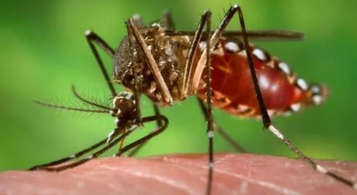 Identifican una nueva cepa de zika en Brasil que puede causar otra epidemia 