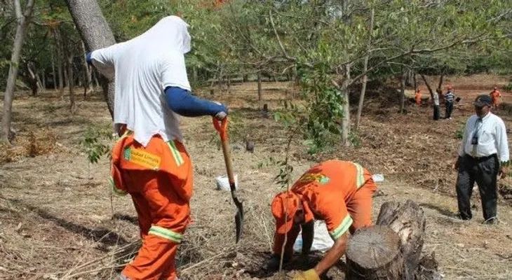 Ayuntamiento siembra mil 689 especies en espacios de la capital
