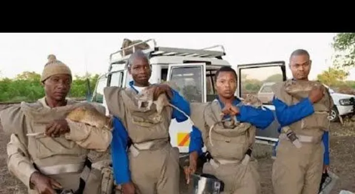 Increíble!!! Las ratas de África están salvando vidas (Video)