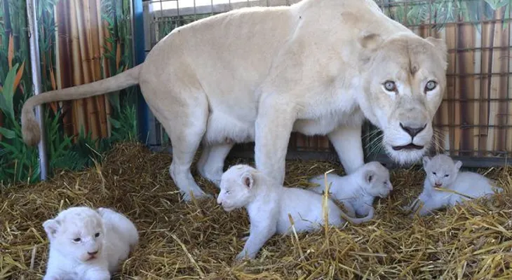 Nacen 4 leones blancos en circo Alemán 