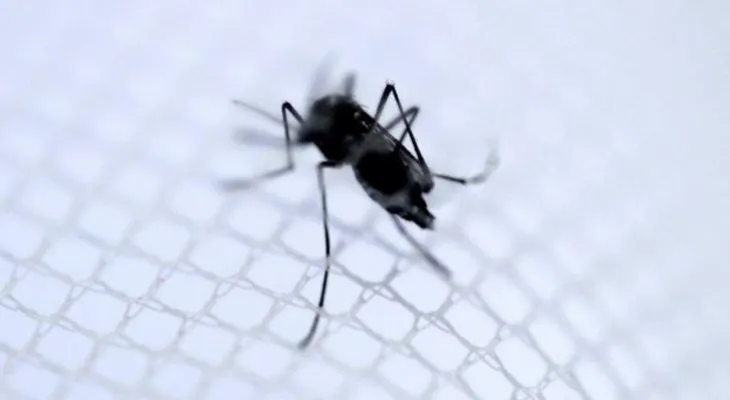  Chile declara alerta sanitaria en la Isla de Pascua por cuatro casos de dengue