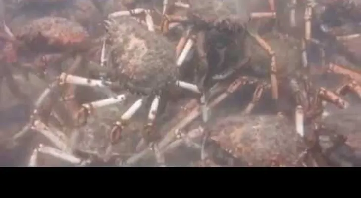 Cangrejos gigantes descuartizan en grupo a un pulpo