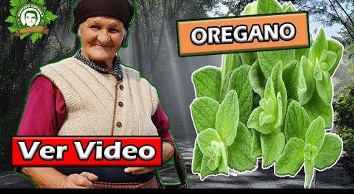 El óregano es 100 veces más potente que la medicina