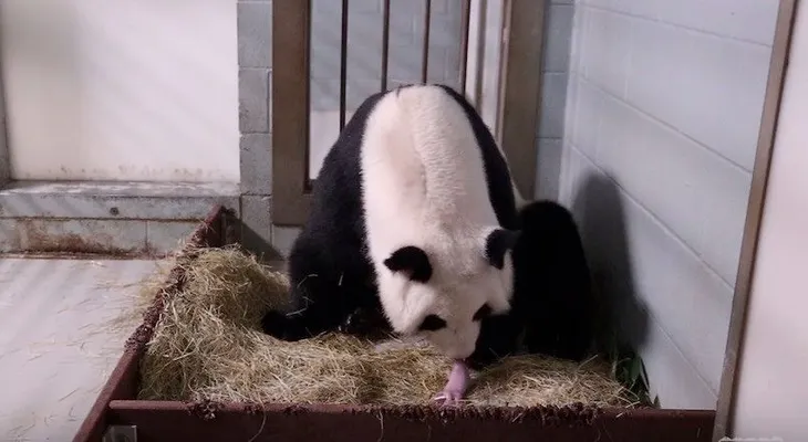 Nacen pandas gemelos en el zoológico de Atlanta