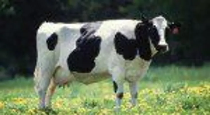 Detectan un caso del mal de las vacas locas en una granja británica
