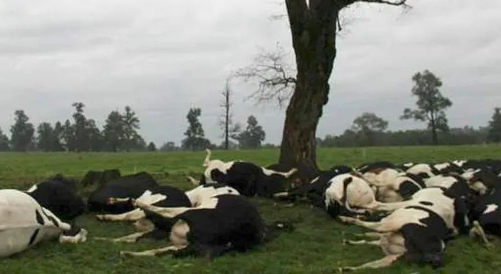 Rayos matan a 60 vacas en Chile