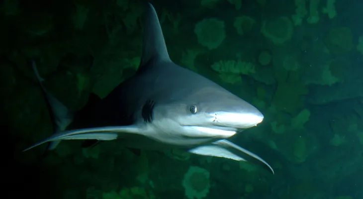 ¿Tiburones en Las Vegas? No hablamos de una película de ciencia ficción