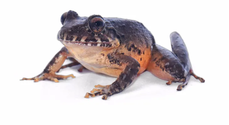 ¡Está viva!: reaparece rana que se creía extinta en Costa Rica