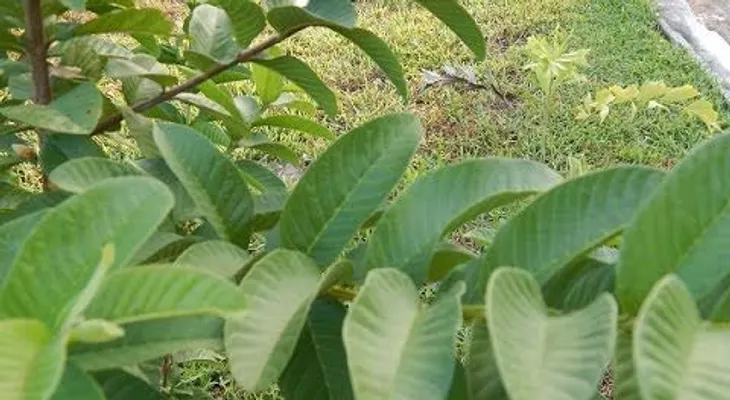 Las hojas de guayaba para quitar arrugas, acné, manchas oscuras y alergias de la piel (VIDEO)
