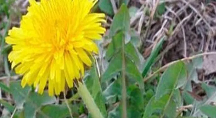 Una sola hojita de esta hierba que esta en todo jardín puede salvarte la vida en un minuto, pero pocos saben como hacerlo!!