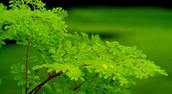La Moringa es antioxidante, embellece la piel y proporciona energía 