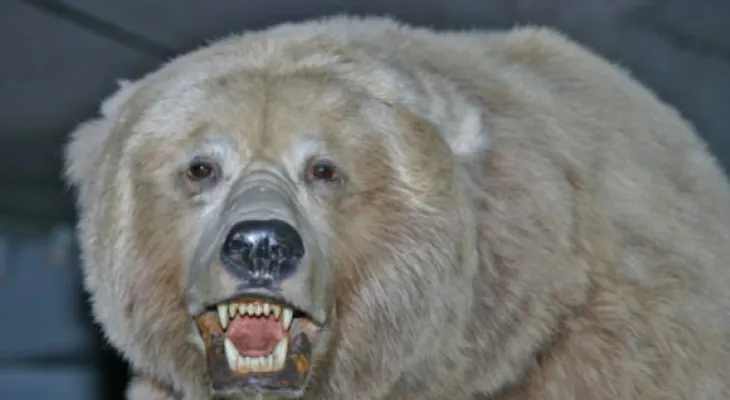 Oso mata a hombre en Parque Nacional Yellowstone 