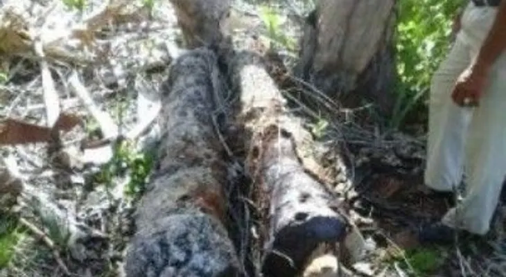 Pescadores hallan 4 cañones en playa de Puerto Plata