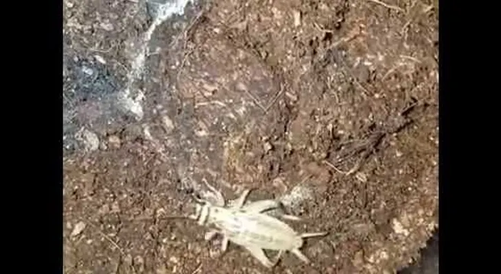 Una araña mortal escondida bajo tierra, caza un grillo que estaba en un lugar equivocado