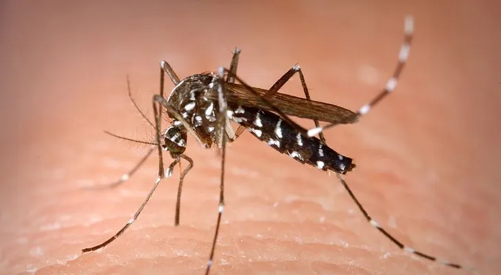 Salud Pública alerta por virus Chikungunya; aclara el país no ha registrado ni un caso