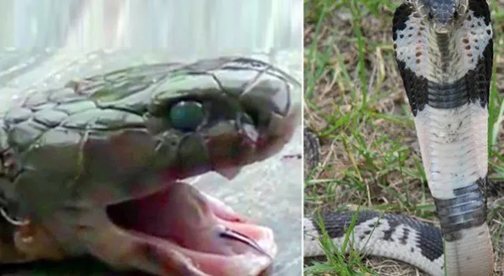 Un chef murió mordido por una cobra que había decapitado 20 minutos antes